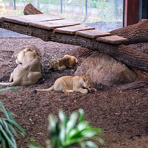 Asian lions in the indoor-exhibit in the Red List Center