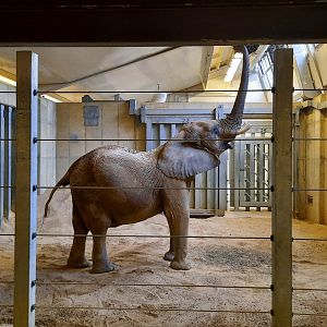 Indoor African Elephant