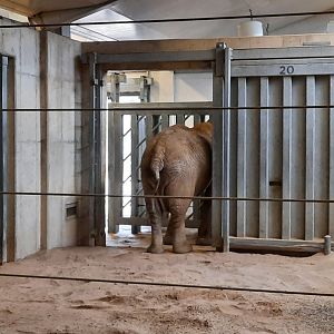 Indoor African Elephant 2