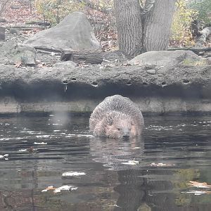 American Beaver