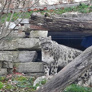 Snow Leopard
