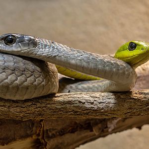 Boomslang (Dispholidus typus)