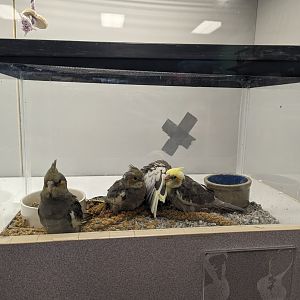 The worst way to keep birds