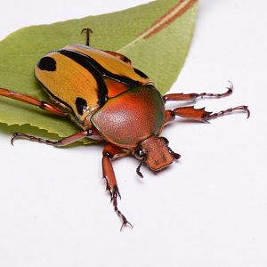 Tanzanian flower beetle (Eudicella smithii 'trilineata')