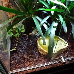 Skansen-Akvariet - Poison dart frog exhibit #3