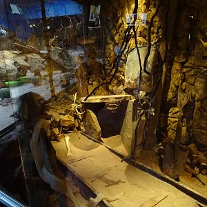 Skansen-Akvariet - Eastern diamond rattlesnake exhibit