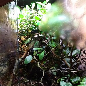 Skansen-Akvariet - Chameleon exhibit