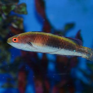 Girdled wrasse (Cirrhilabrus balteatus)