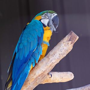 Blue and Gold Macaw