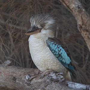 Blue-winged Kookaburra