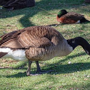 Canada Goose