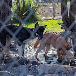 Dingos
