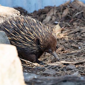 Echidna
