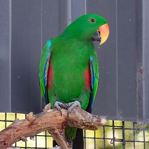 Eclectus Parrot