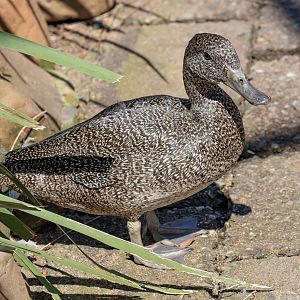 Freckled Duck