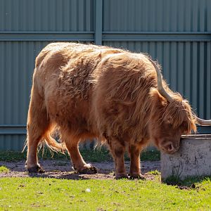 Highland Cattle
