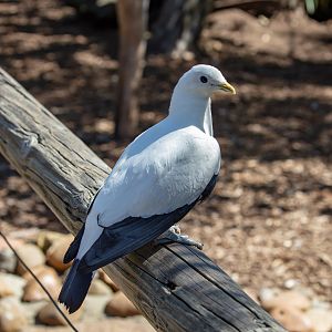 Torresian Imperial Pigeon