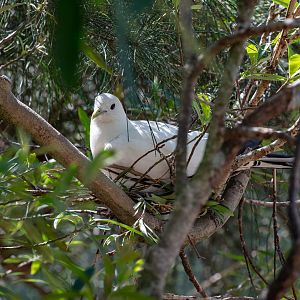 Torresian Imperial Pigeon nesting