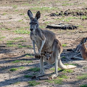 Red Kangaroo and joey