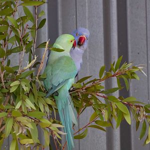 Ringneck Parrots