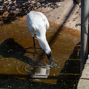 Royal Spoonbill