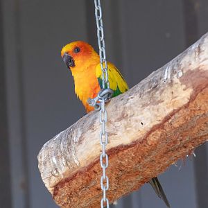 Sun Conure