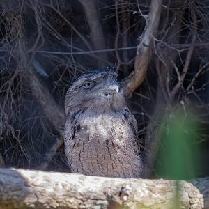 Tawny frogmouth