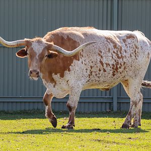Texas Longhorn