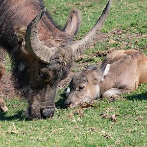 Water Buffalo and calf