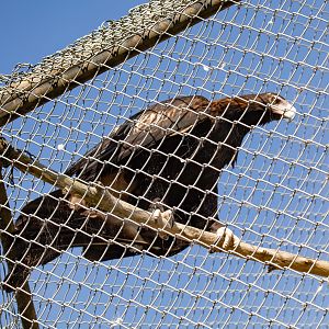Wedgetail Eagle "Tweety"