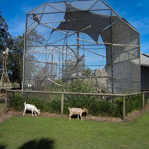 Wedgetail Eagle aviary