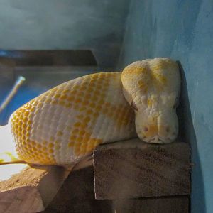 Amelanistic Darwin Carpet Python