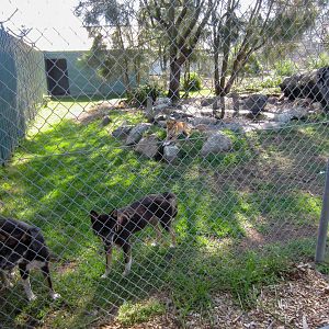 Dingo enclosure