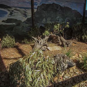 Common Wombat enclosure (in Koala House)