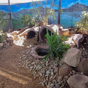 Tasmanian Devil exhibit (in Koala House)