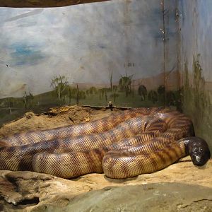 Black-headed Python