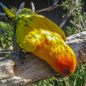 Sun Conure