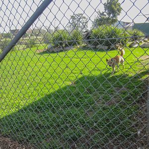 Dingo enclosure