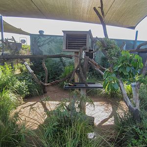 Lumholtz Tree Kangaroo enclosure