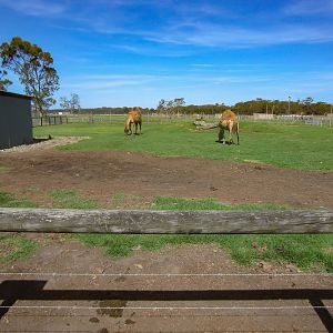 Dromedary Yard