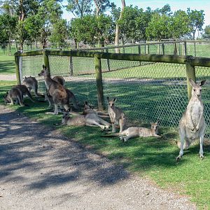 Eastern Grey Kangaroos