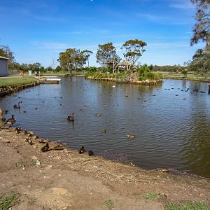 Waterfowl and Lemur Island