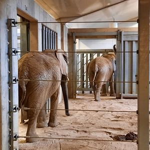 Indoor African Elephants 3