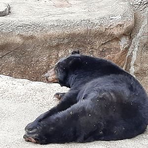 American Black Bear "V"