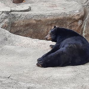 American Black Bear "V" 2