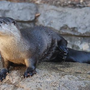 North American River Otter