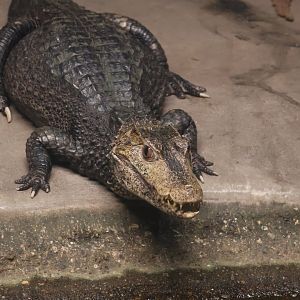 Cuvier's Dwarf Caiman
