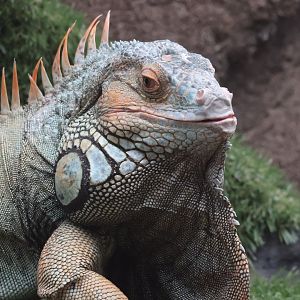 Green Iguana