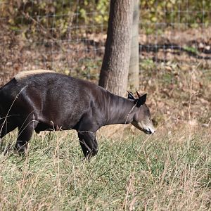 Yellow Backed Duiker