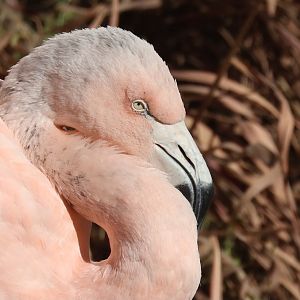 Chilean Flamingo